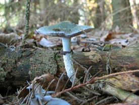foto: Natuurpunt